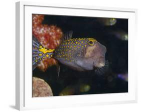 Spotted Boxfish, Banda Sea, Indonesia-Stuart Westmoreland-Framed Photographic Print