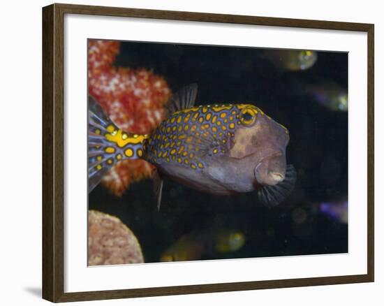 Spotted Boxfish, Banda Sea, Indonesia-Stuart Westmoreland-Framed Photographic Print