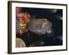 Spotted Boxfish, Banda Sea, Indonesia-Stuart Westmoreland-Framed Photographic Print