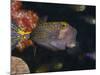 Spotted Boxfish, Banda Sea, Indonesia-Stuart Westmoreland-Mounted Photographic Print