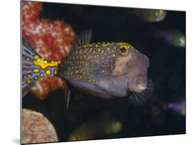 Spotted Boxfish, Banda Sea, Indonesia-Stuart Westmoreland-Mounted Photographic Print