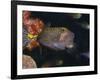 Spotted Boxfish, Banda Sea, Indonesia-Stuart Westmoreland-Framed Photographic Print