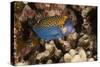 Spotted Boxfish-Michele Westmorland-Stretched Canvas