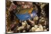 Spotted Boxfish-Michele Westmorland-Mounted Photographic Print