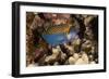 Spotted Boxfish-Michele Westmorland-Framed Photographic Print