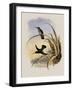 Spotted-Breasted Hummingbird, Aphantochroa Hyposticta-John Gould-Framed Giclee Print