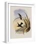 Spotted-Breasted Hummingbird, Aphantochroa Hyposticta-John Gould-Framed Giclee Print