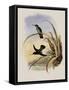 Spotted-Breasted Hummingbird, Aphantochroa Hyposticta-John Gould-Framed Stretched Canvas