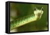 Spotted Bush Snake on a Tree-null-Framed Stretched Canvas