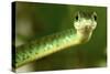 Spotted Bush Snake on a Tree-null-Stretched Canvas