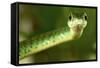 Spotted Bush Snake on a Tree-null-Framed Stretched Canvas