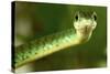 Spotted Bush Snake on a Tree-null-Stretched Canvas