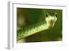 Spotted Bush Snake on a Tree-null-Framed Photographic Print