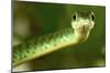 Spotted Bush Snake on a Tree-null-Mounted Photographic Print