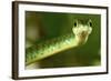 Spotted Bush Snake on a Tree-null-Framed Photographic Print