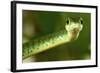 Spotted Bush Snake on a Tree-null-Framed Photographic Print