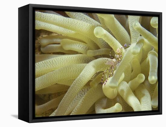 Spotted Cleaner Shrimp in Giant Anemone, Bonaire, Carribean Sea, Central America-Murray Louise-Framed Stretched Canvas