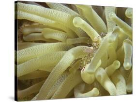 Spotted Cleaner Shrimp in Giant Anemone, Bonaire, Carribean Sea, Central America-Murray Louise-Stretched Canvas