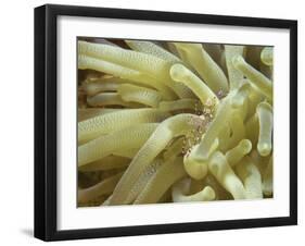 Spotted Cleaner Shrimp in Giant Anemone, Bonaire, Carribean Sea, Central America-Murray Louise-Framed Premium Photographic Print