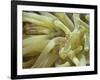 Spotted Cleaner Shrimp in Giant Anemone, Bonaire, Carribean Sea, Central America-Murray Louise-Framed Premium Photographic Print