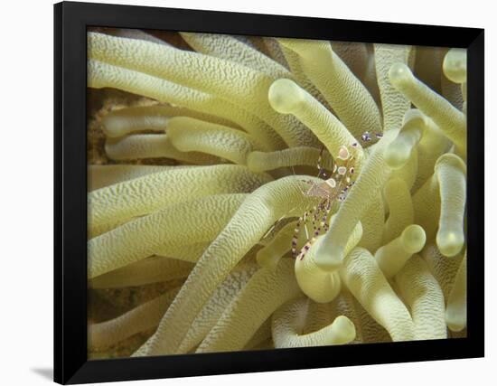 Spotted Cleaner Shrimp in Giant Anemone, Bonaire, Carribean Sea, Central America-Murray Louise-Framed Premium Photographic Print