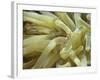 Spotted Cleaner Shrimp in Giant Anemone, Bonaire, Carribean Sea, Central America-Murray Louise-Framed Photographic Print