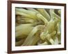 Spotted Cleaner Shrimp in Giant Anemone, Bonaire, Carribean Sea, Central America-Murray Louise-Framed Photographic Print