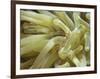 Spotted Cleaner Shrimp in Giant Anemone, Bonaire, Carribean Sea, Central America-Murray Louise-Framed Photographic Print