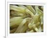 Spotted Cleaner Shrimp in Giant Anemone, Bonaire, Carribean Sea, Central America-Murray Louise-Framed Photographic Print