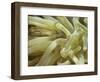 Spotted Cleaner Shrimp in Giant Anemone, Bonaire, Carribean Sea, Central America-Murray Louise-Framed Photographic Print