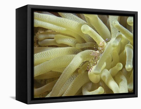 Spotted Cleaner Shrimp in Giant Anemone, Bonaire, Carribean Sea, Central America-Murray Louise-Framed Stretched Canvas