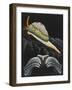 Spotted Cowrie-Philip Henry Gosse-Framed Giclee Print