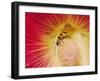 Spotted Cucumber Beetle on Hybrid Daylily-Adam Jones-Framed Photographic Print