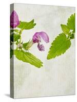 Spotted Deadnettle, Lamium Maculatum, Leaves, Green, Blossom, Pink, Rose-Axel Killian-Stretched Canvas