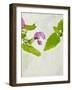 Spotted Deadnettle, Lamium Maculatum, Leaves, Green, Blossom, Pink, Rose-Axel Killian-Framed Photographic Print