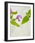 Spotted Deadnettle, Lamium Maculatum, Leaves, Green, Blossom, Pink, Rose-Axel Killian-Framed Photographic Print