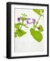 Spotted Deadnettle, Lamium Maculatum, Leaves, Green, Blossom, Pink, Rose-Axel Killian-Framed Photographic Print