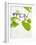 Spotted Deadnettle, Lamium Maculatum, Leaves, Green, Blossom, Pink, Rose-Axel Killian-Framed Photographic Print