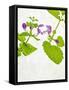 Spotted Deadnettle, Lamium Maculatum, Leaves, Green, Blossom, Pink, Rose-Axel Killian-Framed Stretched Canvas