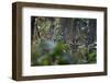 spotted deer herd in the forest, with just their antlers visible-karine aigner-Framed Photographic Print