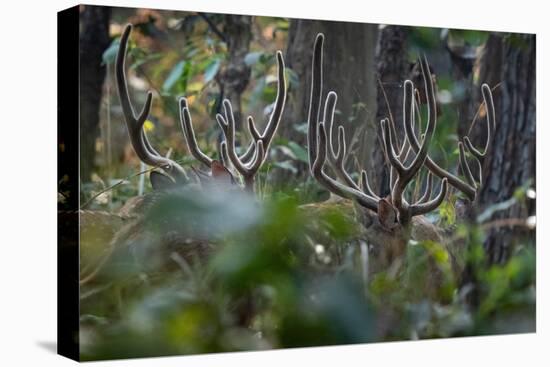 spotted deer herd in the forest, with just their antlers visible-karine aigner-Stretched Canvas