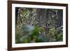 spotted deer herd in the forest, with just their antlers visible-karine aigner-Framed Photographic Print