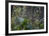 spotted deer herd in the forest, with just their antlers visible-karine aigner-Framed Photographic Print