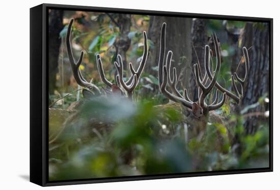 spotted deer herd in the forest, with just their antlers visible-karine aigner-Framed Stretched Canvas