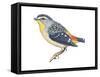 Spotted Diamondbird (Pardalotus Punctatus), Birds-Encyclopaedia Britannica-Framed Stretched Canvas