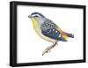 Spotted Diamondbird (Pardalotus Punctatus), Birds-Encyclopaedia Britannica-Framed Poster