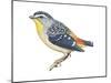 Spotted Diamondbird (Pardalotus Punctatus), Birds-Encyclopaedia Britannica-Mounted Poster