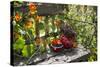 Spotted Dishes with Berries and Blossoms on Old Garden Bench-Andrea Haase-Stretched Canvas