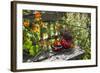 Spotted Dishes with Berries and Blossoms on Old Garden Bench-Andrea Haase-Framed Photographic Print