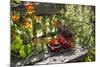 Spotted Dishes with Berries and Blossoms on Old Garden Bench-Andrea Haase-Mounted Photographic Print